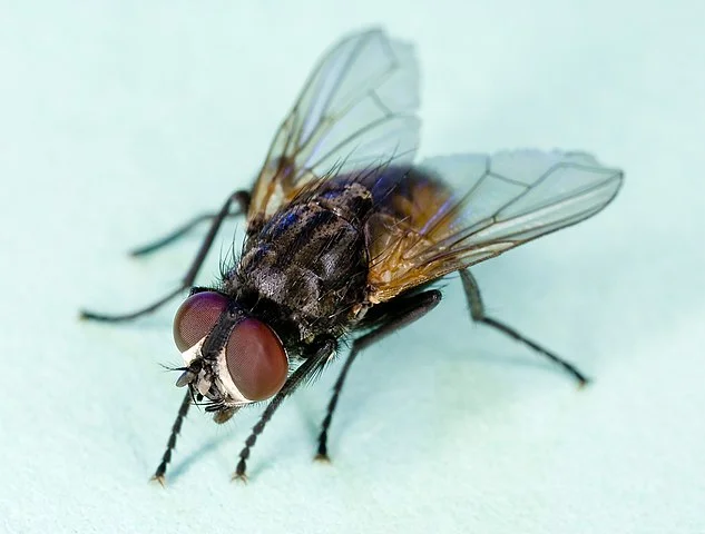 Fly
