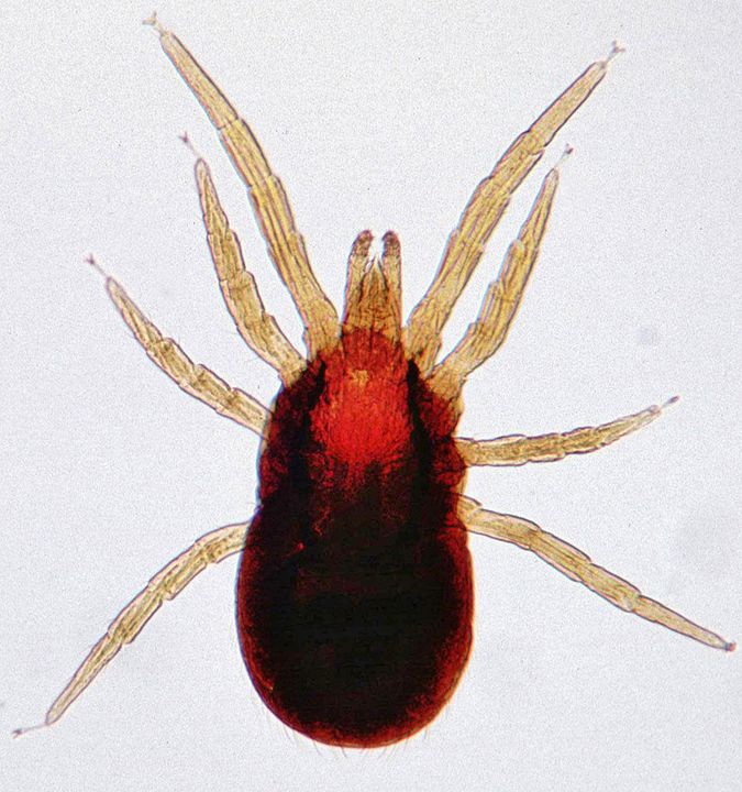 Insect
