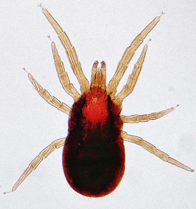 Insect