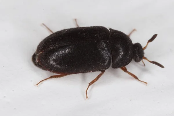 Beetle Pest Control Services Brisbane