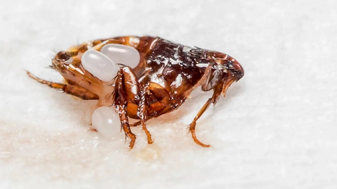 Flea removal cost cheap
