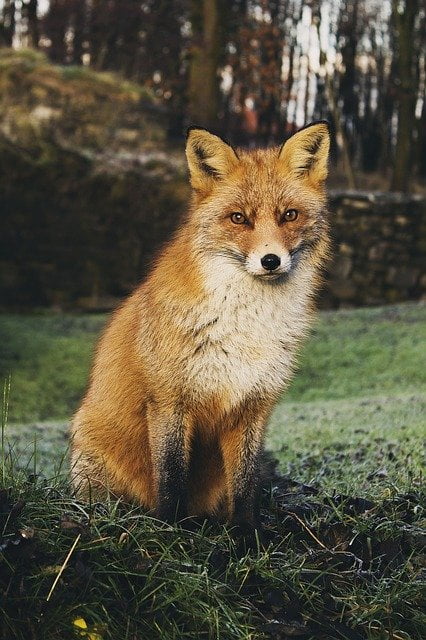 Fox Control Services In Brisbane