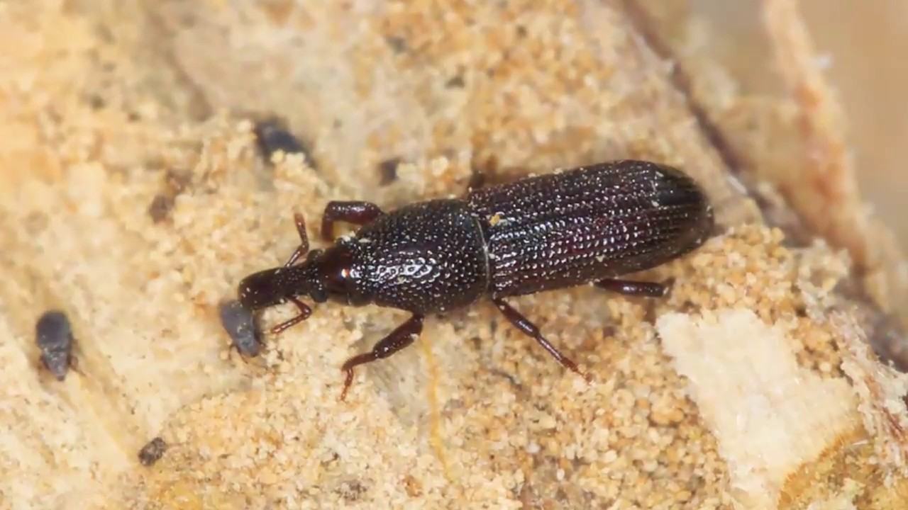 Wood Borer Treatment In Brisbane