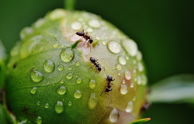 Ant Pest Control Brisbane