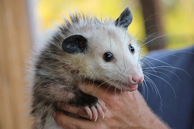 Possum Removal Service Brisbane