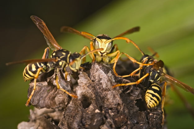 wasp pest control service in Brisbane