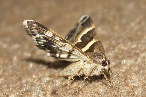 types-of-moth