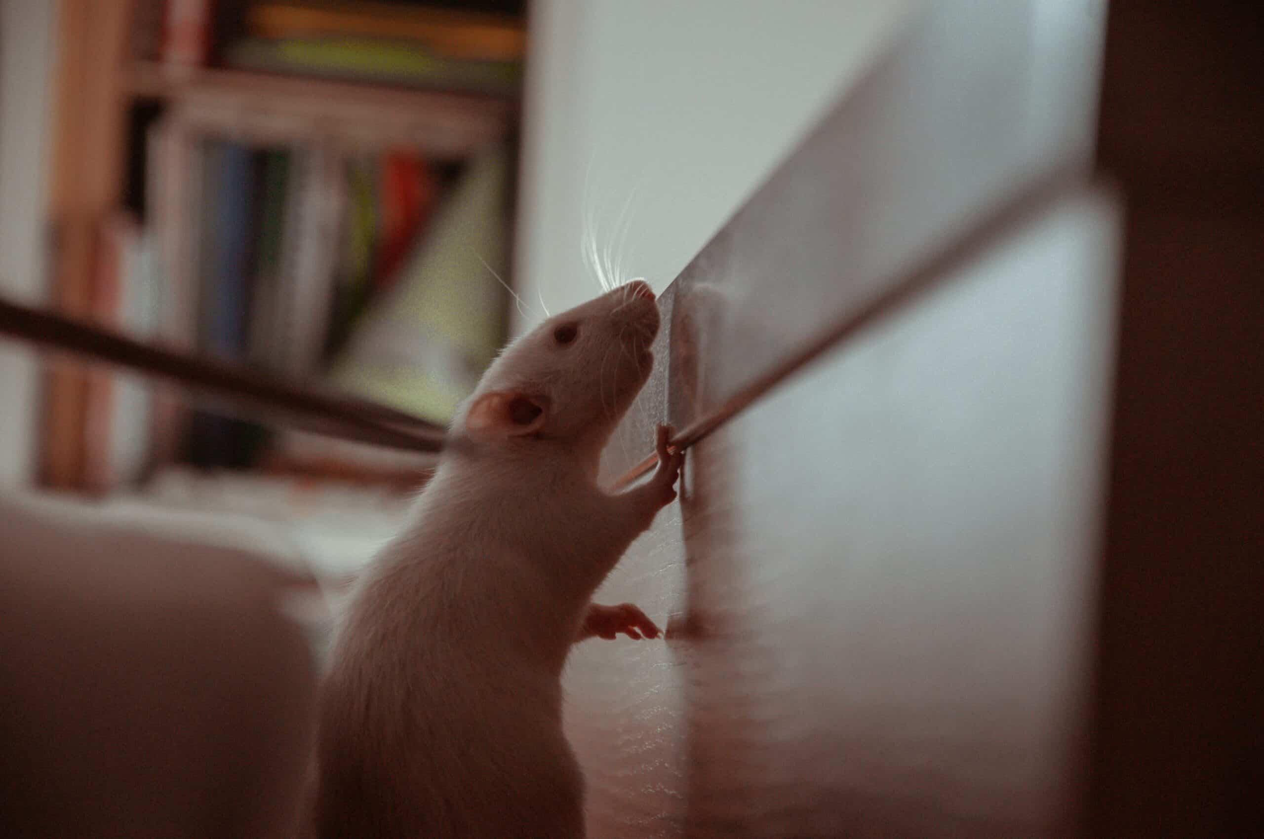rat removal