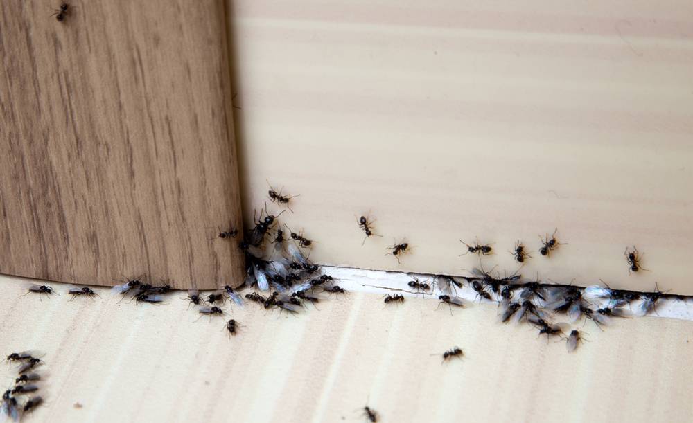 Ant control brisbane