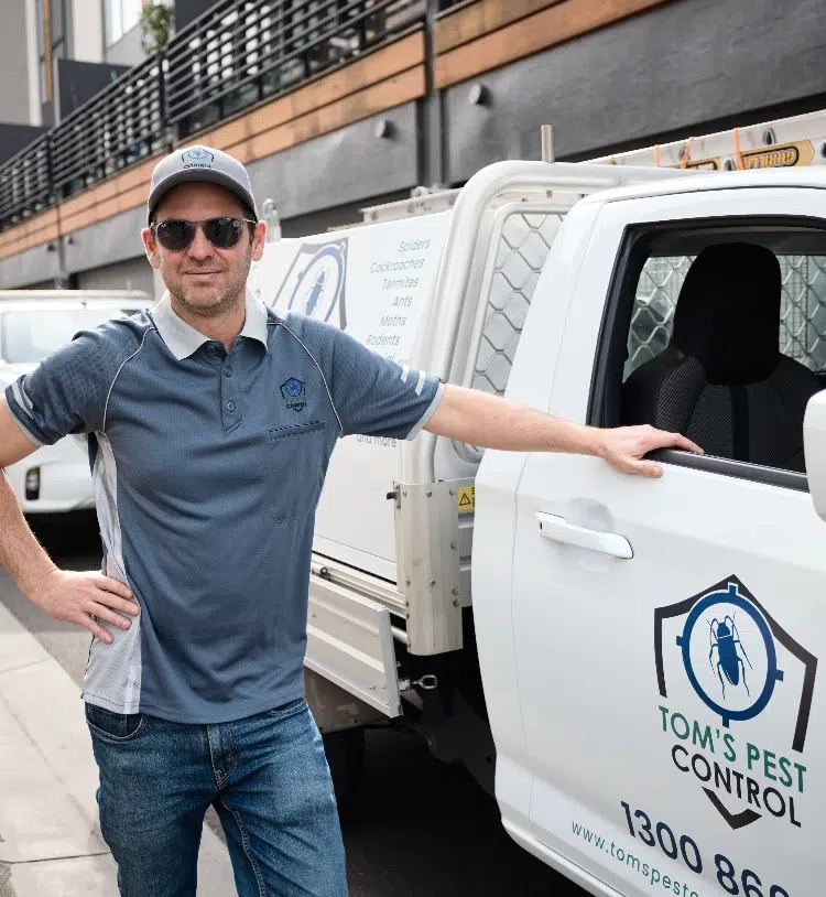 Tom pest control Brisbane