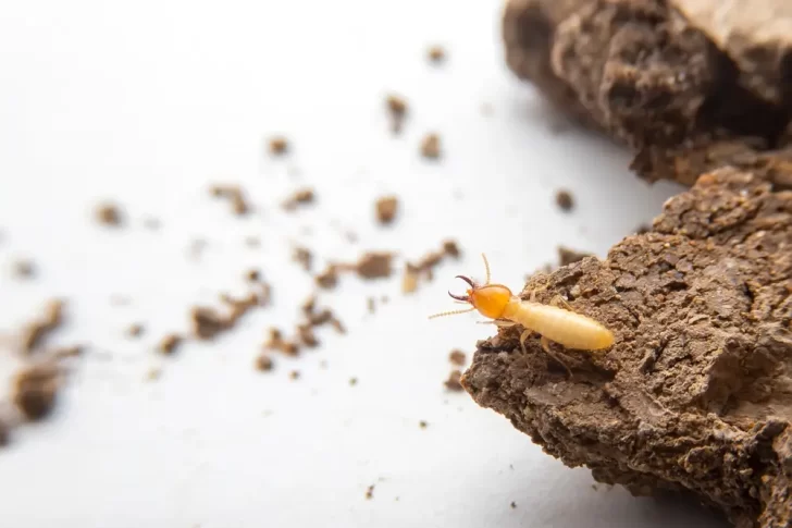 The Ultimate Guide to White Ant Control