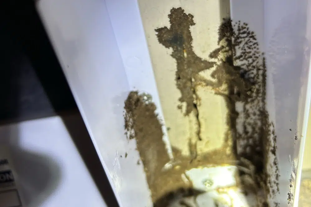 local pest termite control near me local pest termite control near me